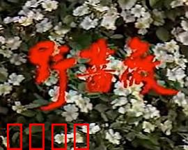 野蔷薇：逆袭之路